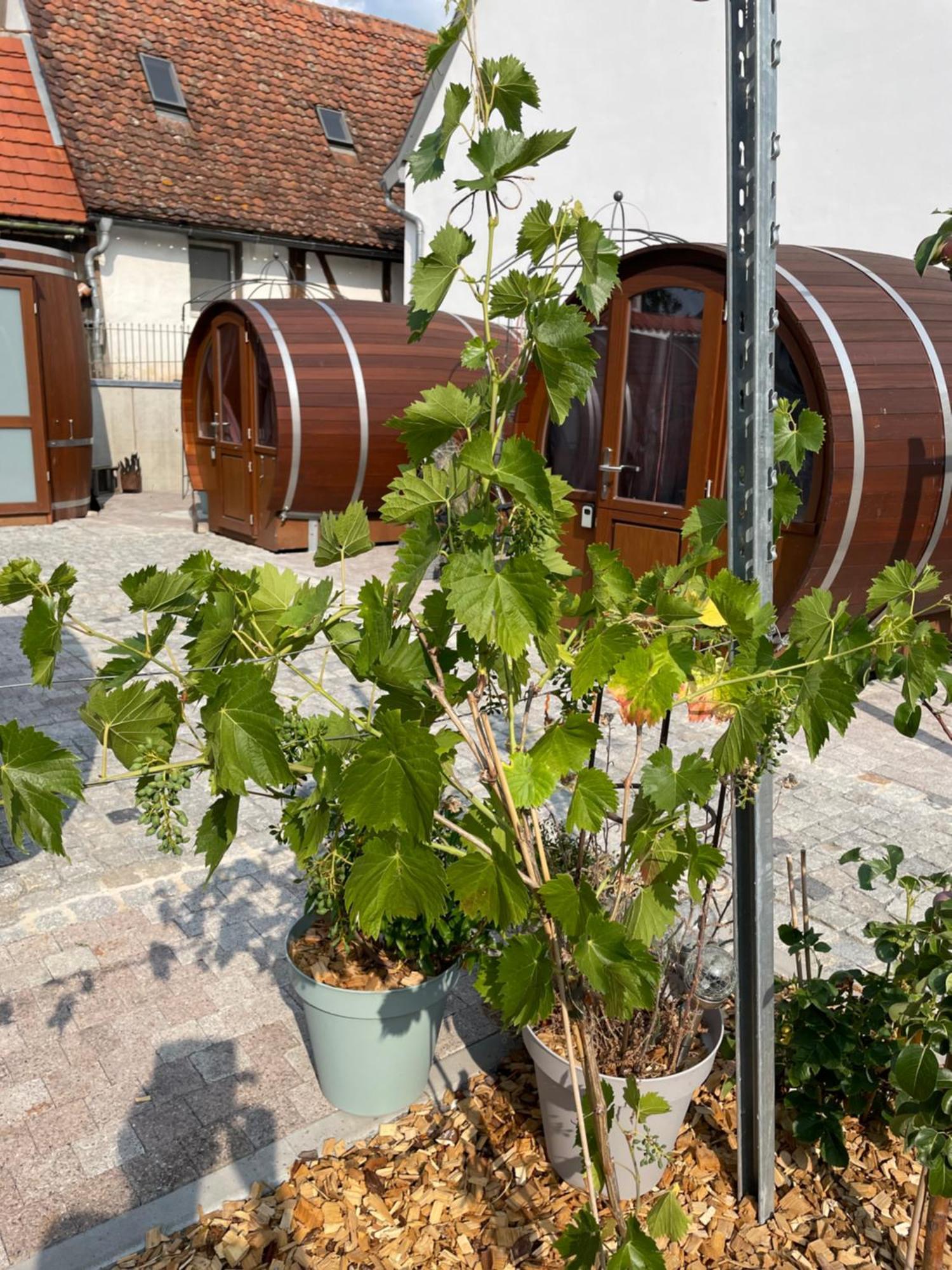 Schlafen Im Weinfass Ipsheim Exterior foto